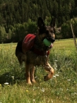 Tripawd Shepherd Swims
