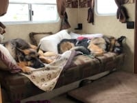 Two German Shepherd Couch Surfers