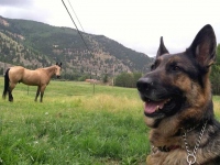 Wyatt Watches Vickers Ranch Horses