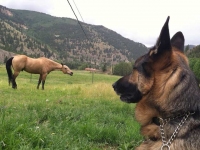 Wyatt Watches Vickers Ranch Horses