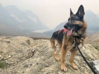 Wyatt at Athabasca Glacier, Icefields Park Visitor Centre