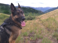 Tripawd GSD Wyatt at Vickers Upper Ranch