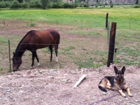 Wyatt guards horses