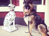 Wyatt and Lake City Firehouse Dog