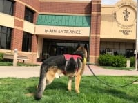 Tripawds Spokesdawg Wyatt at Colorado State University