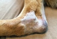 Wyatt's Steroid Injection Site