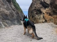 Three-legged beach dog