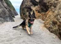Three-legged beach dog