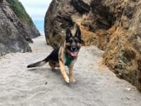 Three-legged beach dog