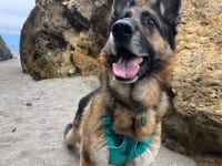 Beach Dawg in new harness