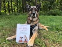 Pain Relief For Dogs