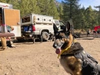 Hangin' with the Odaroloc Sled Dogs