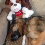 Wyatt Snuggles One Cure Dog