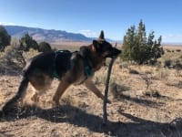 Wyatt loves the desert