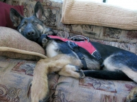 Wyatt puppy rests on RV couch