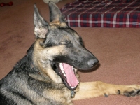 Three Legged German Shepherd Wyatt Ray Dawg