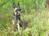 Wyatt on walk in the Crystal Lakes woods
