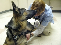 Wyatt gets senior CSU student vet checkup