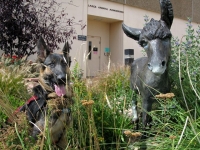 Wyatt with three legged mule Primrose statue at CSU