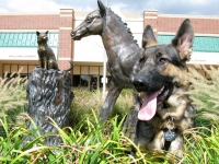 Wyatt outside Colorado State University Animal Hospital