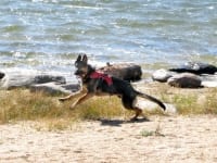 Three Legged GSD Puppy Wyatt Runs Wild