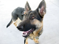 Tripawds Spokespup Wyatt Ray Dawg at Fort Collins Dog Park