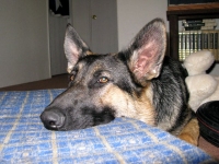 Wyatt enjoys the L.L. Beam bed he got as a gift