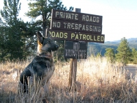 Wyatt on road patrol in Crystal Lakes