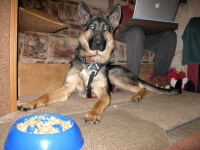 Wyatt waits for his food