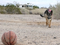 Wyatt stalks basketball on the Slabs