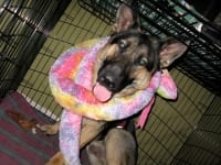 Fluffy Snake attacks Wyatt in his crate.