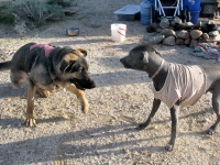 Peruvian Hairless Lilly puts Wyatt in His place