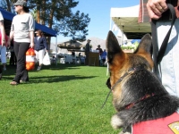Walking Wyatt at Borrego Springs Farmers MArket