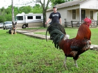 Wyatt watching big rooster at Luckenbach, Texas