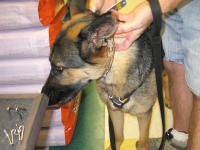 GSD puppy Wyatt gets fitted for pronged training collar