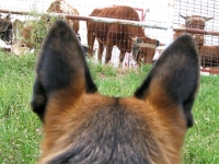 Wyatt watches steers at Sweetwater Texas Rodeo