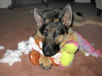 Wyatt destuffs bunny and snake