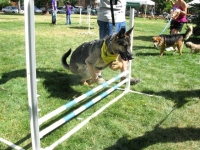 Three Legged GSD Agility Dog Wyatt