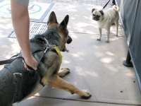 Wyatt goes crazy for Pug