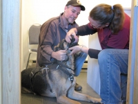 Wyatt gets Red Feather Lakes Vet check up