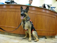 Wyatt checks in to Fort Collins Petshotel