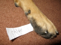 Wyatt Picks a Winner