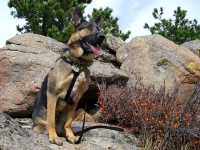 Three Legged GSD Pup Wyatt hikes Lady Moon Trail