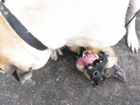 Mastiff Puppy Julian Smothers Wyatt