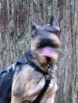 Wyatt's Best Monkey Dog Impression