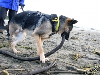 Tripawds Spokespup Wyatt on Ocean Beach