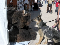 Wyatt Investigates Bison Head