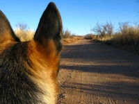 Wyatt in Elfrida Arizona Desert Dust