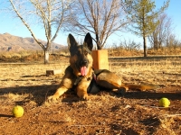 Wyatt in Elfrida Arizona Desert Dust