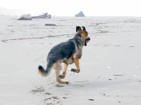 Wyatt on Samoa Beach Eureka, CA